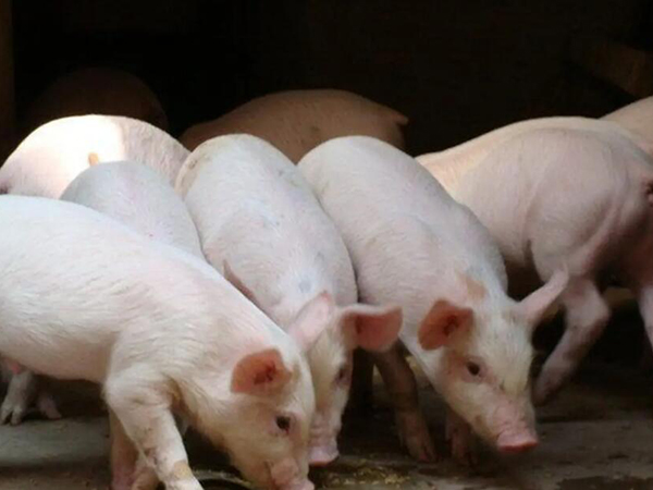 總是死豬咋回事？