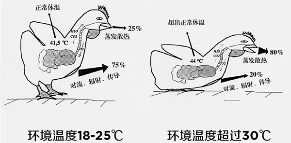 《夏日炎炎，如何為動(dòng)物防暑、降溫》